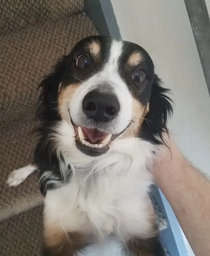 Copper, The Bestest Boy Ever