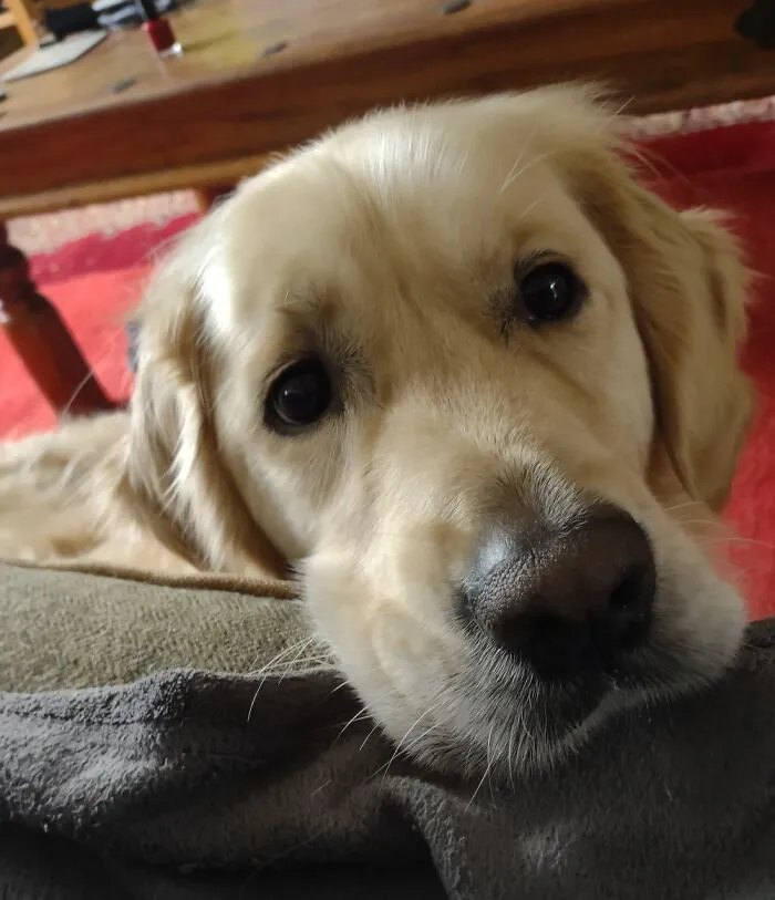 Gent Makes Me Smile Everyday. Always A Good Boy, Even When He's Trouble