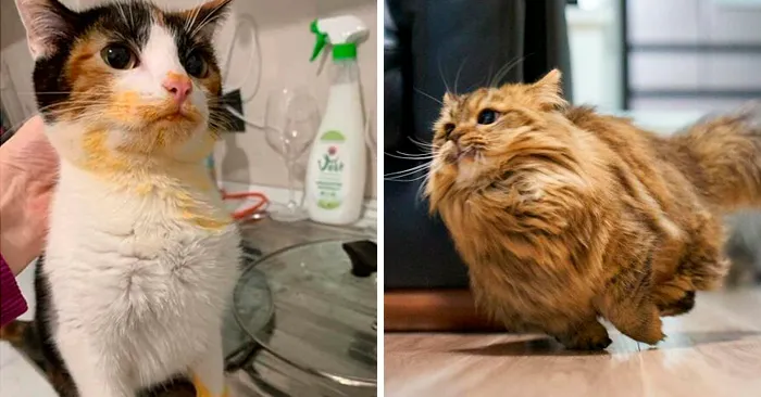 50 Times Cats Did Such Hilarious And Weird Things, Their Owners Just Had To Share The Pics Online (New Pics)