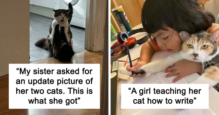 50 Times Cats Did Such Hilarious And Weird Things, Their Owners Just Had To Share The Pics Online (New Pics)