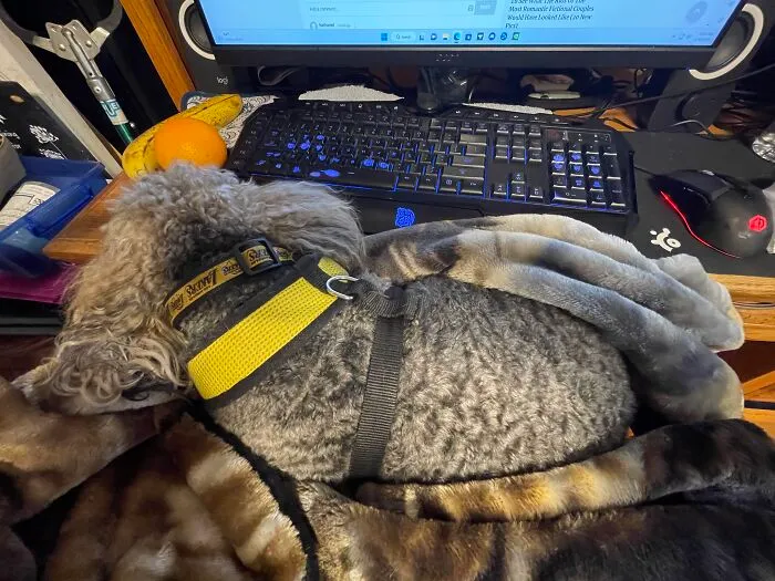 Internet Buddy