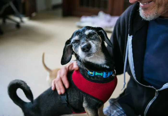 an old black dog with closed eyes staying near a man