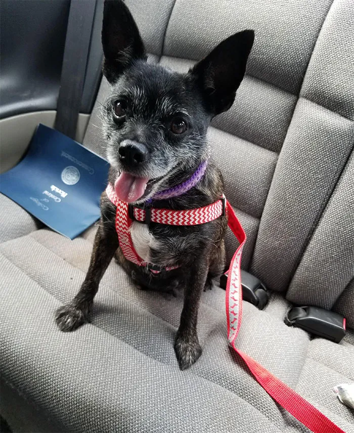 fastened dog sitting in a car
