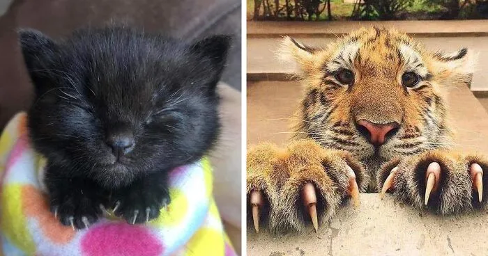 "The Chances Of You Getting Killed By A Cat Are Low, But Never Zero": 30 Adorably Scary Pics Of Cats And Their 'Murder Mittens'
