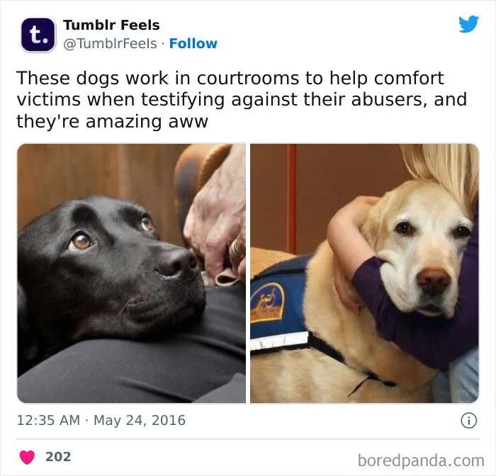 ‘Dank Law Memes’: 30 Memes That Reveal The Humor And Realities Of Legal Practice