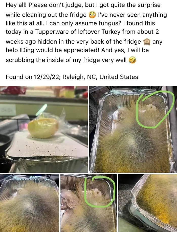The "This Is Why I Don't Do Potlucks" Facebook Group Shares The Worst Dishes Someone Had The Audacity To Serve (40 New Pics)