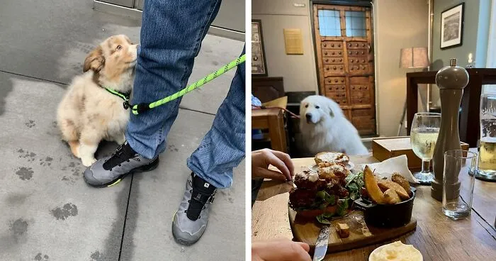 ‘Dogspotting’ Is A Group Where People Share Only The Best Unexpected Encounters With Dogs (50 New Pics)
