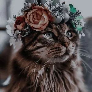 Bella