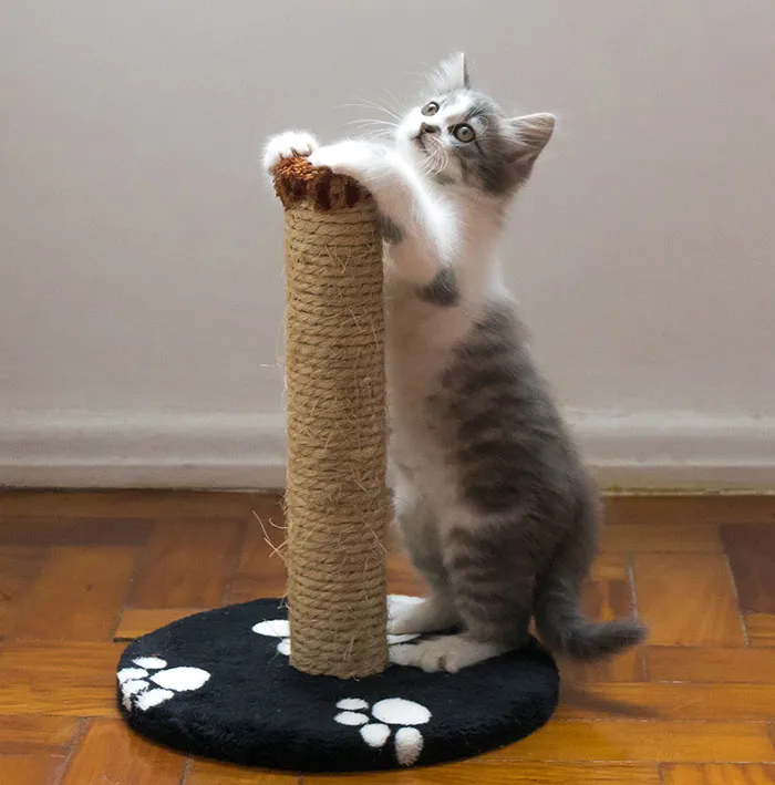 Cat Cafes Are Typical In Tokyo