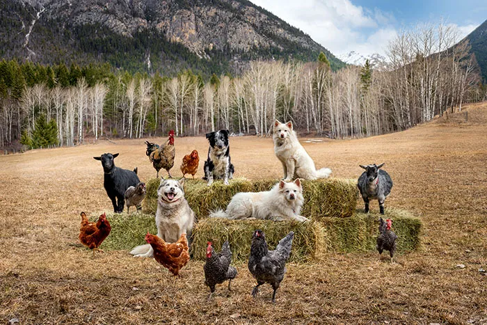 I Photograph Full Farm Portraits, And Here Are Some Of My Favorite Photos That I Took In The Last Two Years (27 Pics)