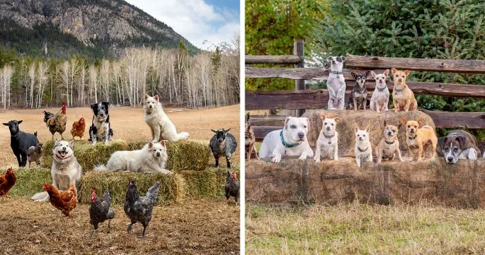 I Photograph Full Farm Portraits, And Here Are Some Of My Favorite Photos That I Took In The Last Two Years (27 Pics)