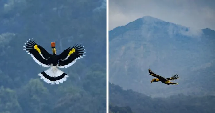 I Took Unique Photos Of Great Hornbills In India (8 Pics)