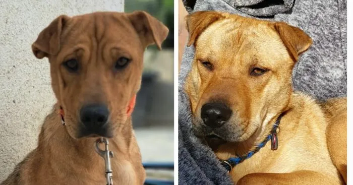 Hey Pandas, Show Us A Time Line Of Your Rescue Pets