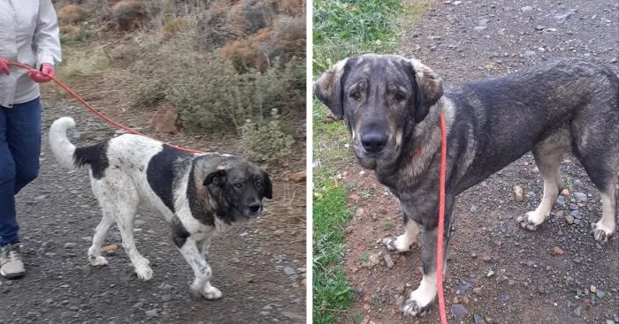 At The Adana Dog Rescue Centre We Nurture Dogs (8 Pics)