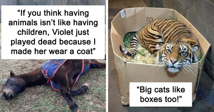 50 Unforgettable Moments Captured When Animals Did Something Hilariously Silly (New Pics)