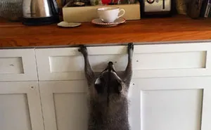 50 Unforgettable Moments Captured When Animals Did Something Hilariously Silly (New Pics)