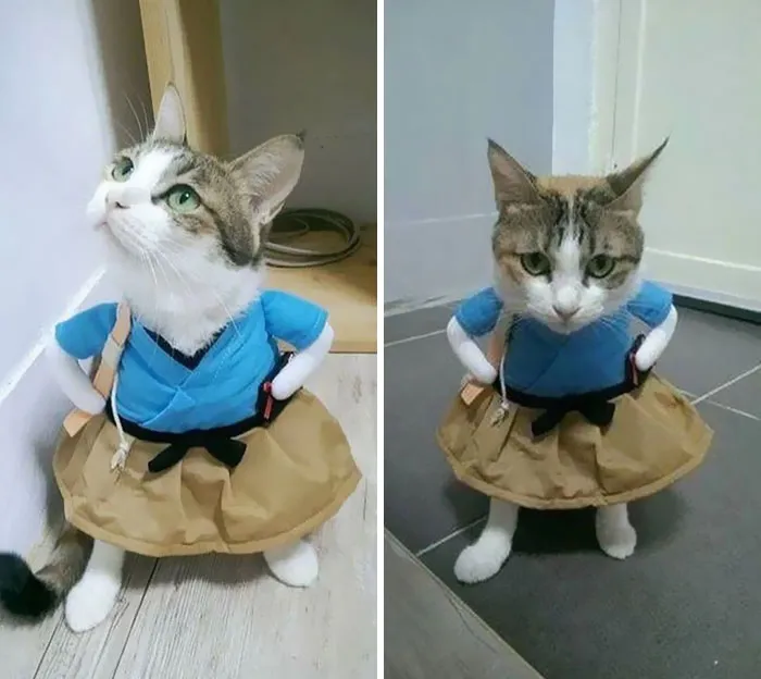 Hooman, Why You Do Dis?