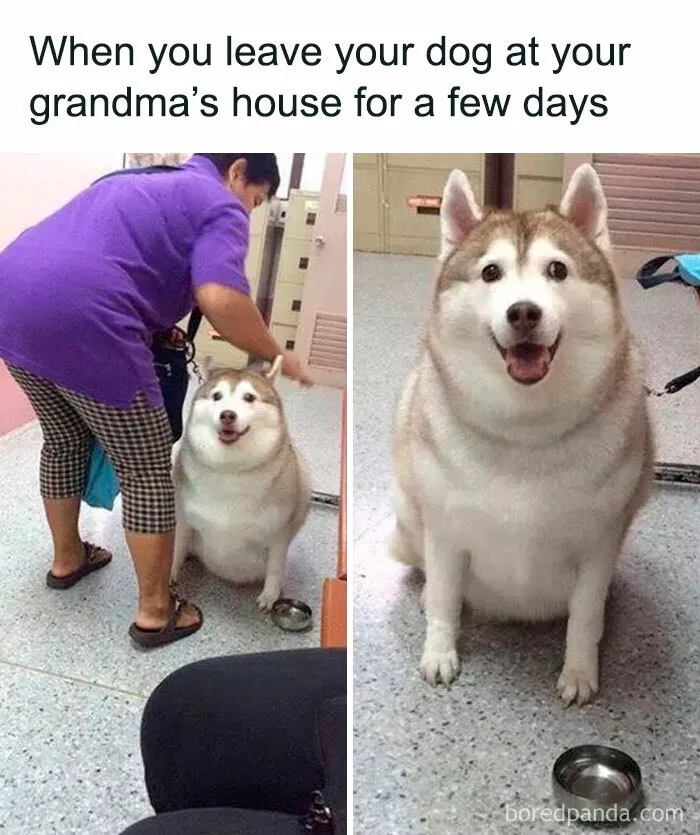 Overweight dog sitting happily on the floor, humorously relatable for dog owners.