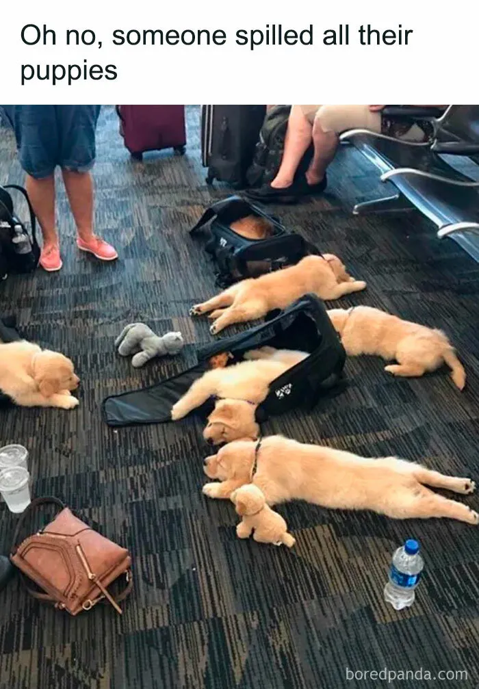 Adorable puppies lying on the floor at an airport, resembling spilled luggage, creating a humorously relatable scene for dog owners.