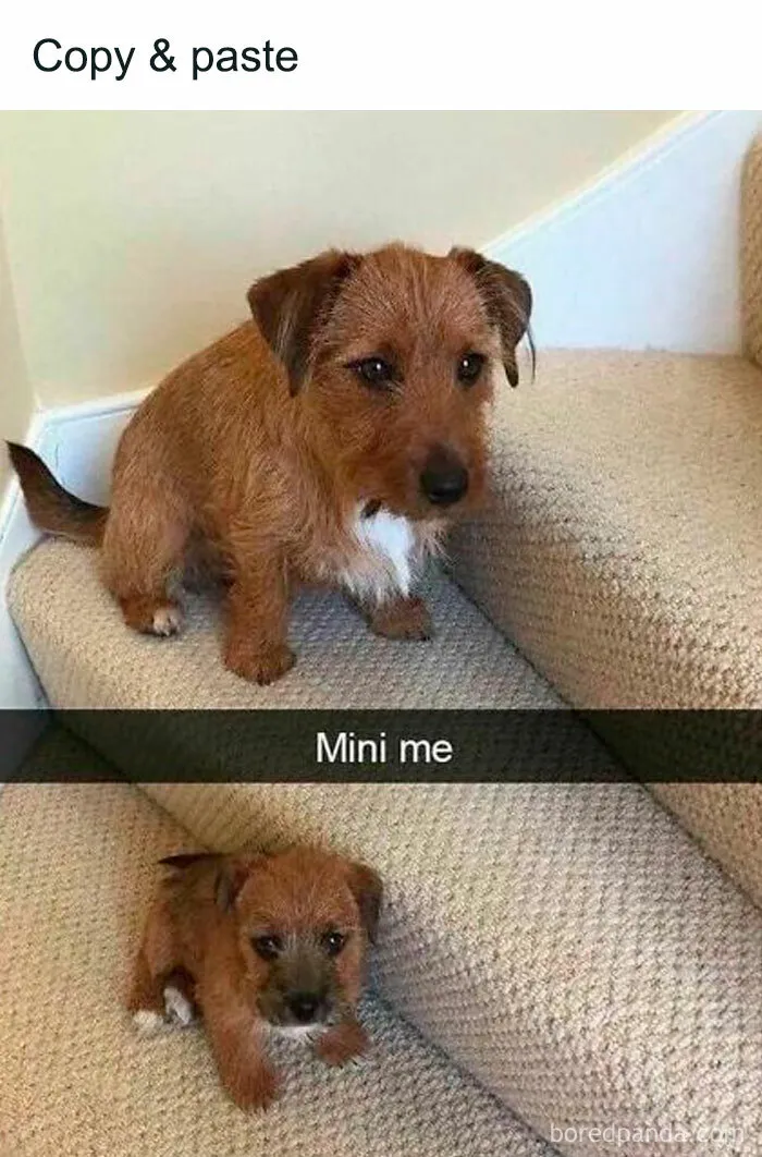 Two brown dogs sitting on stairs, labeled "Mini me," humorously relatable for dog owners.