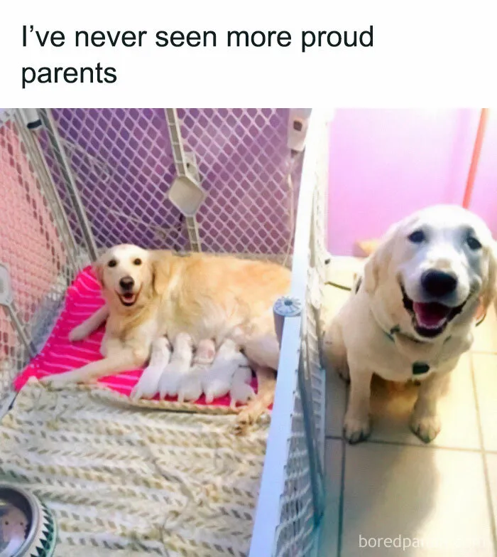 Golden retriever parents with puppies in a playpen, humorously relatable for dog owners.