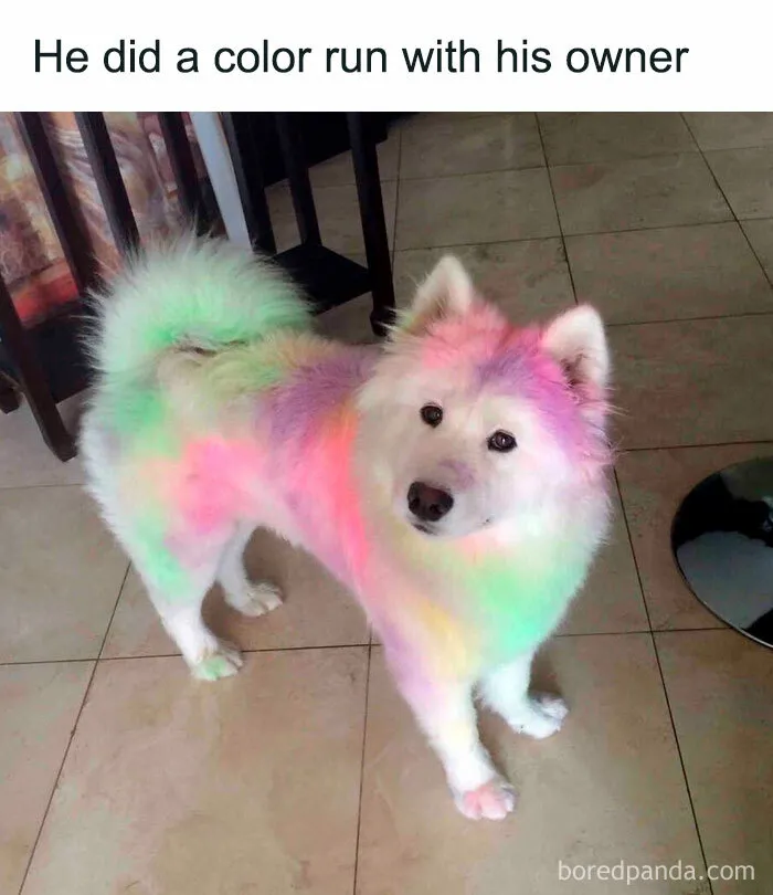 Colorful dog after a fun color run, humorously relatable to dog owners.