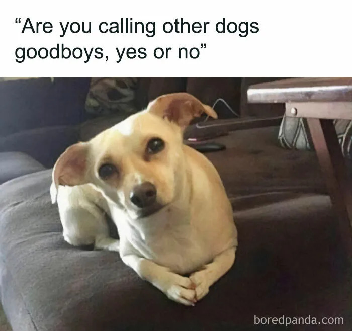 Cute dog with a curious expression, humorously questioning loyalty of its owner.