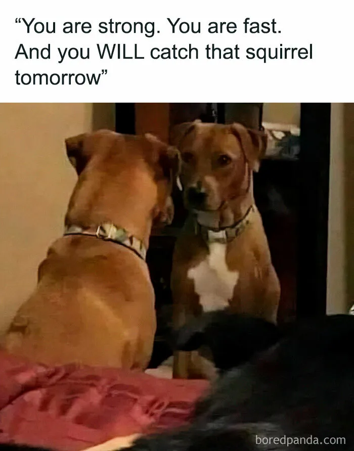 Dog looking in the mirror with motivational text, humorously relatable for dog owners.