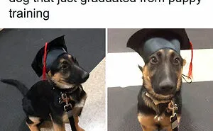 50 Memes That Dog Owners May Find Humorously Relatable