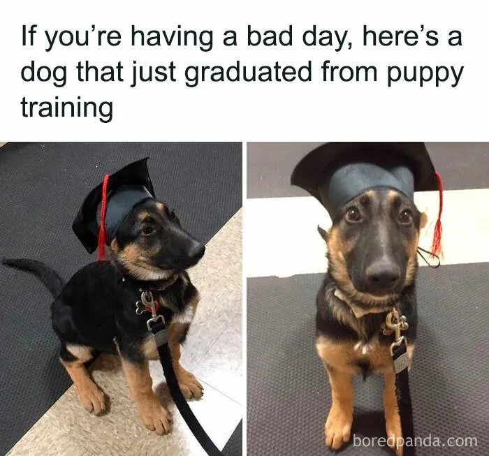 Funny-Dogs-Memes-Dogspix