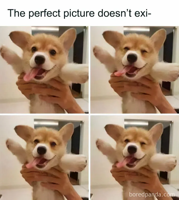 Cute corgi puppy being held up, tongue out, relatable dog meme for pet owners.