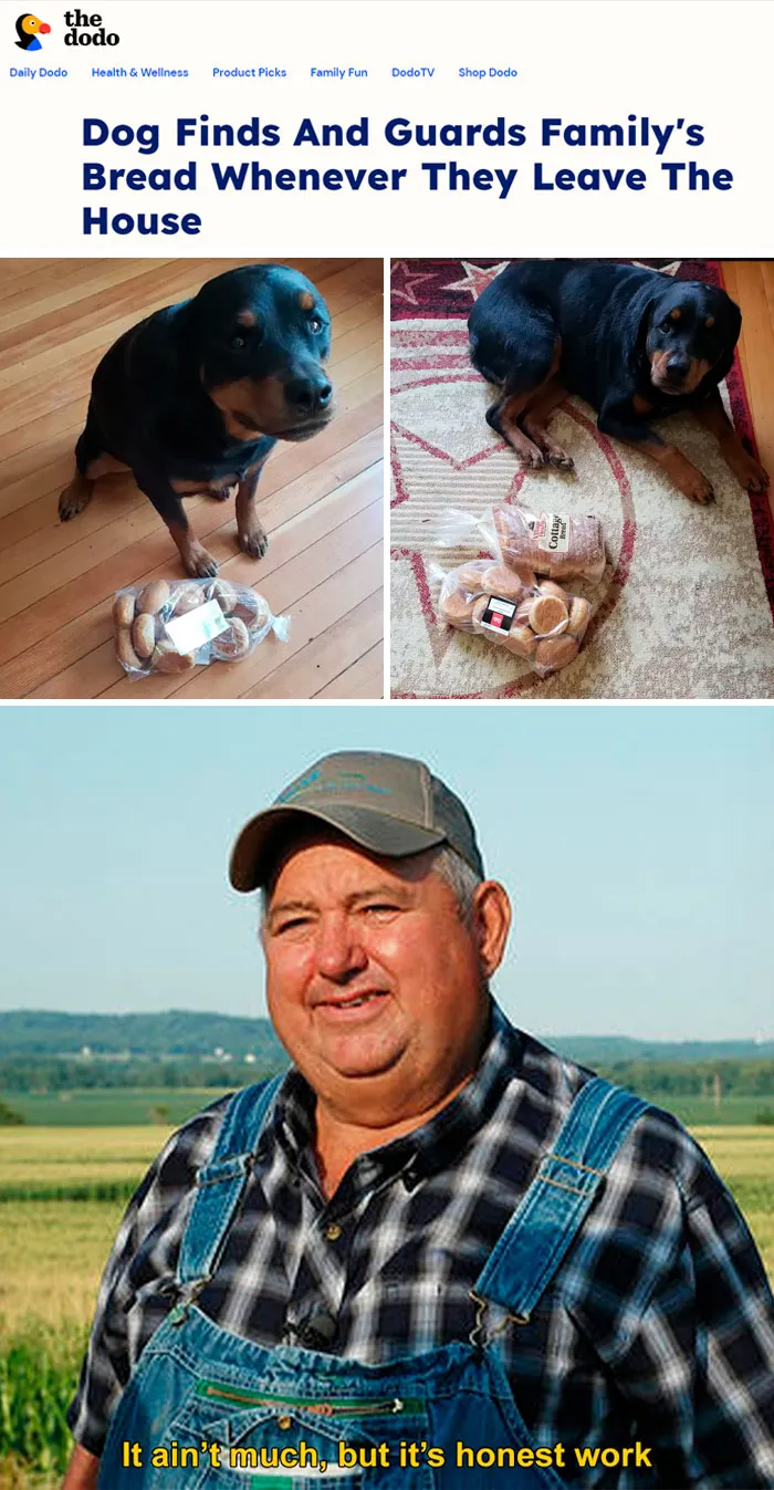 Dog humorously guards bread while farmer meme emphasizes "honest work."