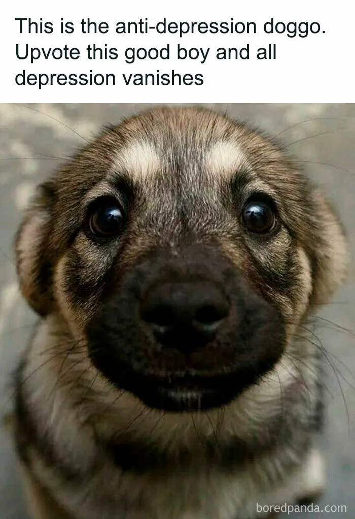 Funny-Dogs-Memes-Dogspix