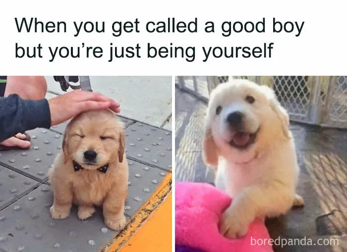 Golden retriever puppies looking cute and playful, capturing humor dog owners can relate to.