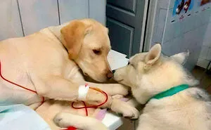 50 Memes That Dog Owners May Find Humorously Relatable