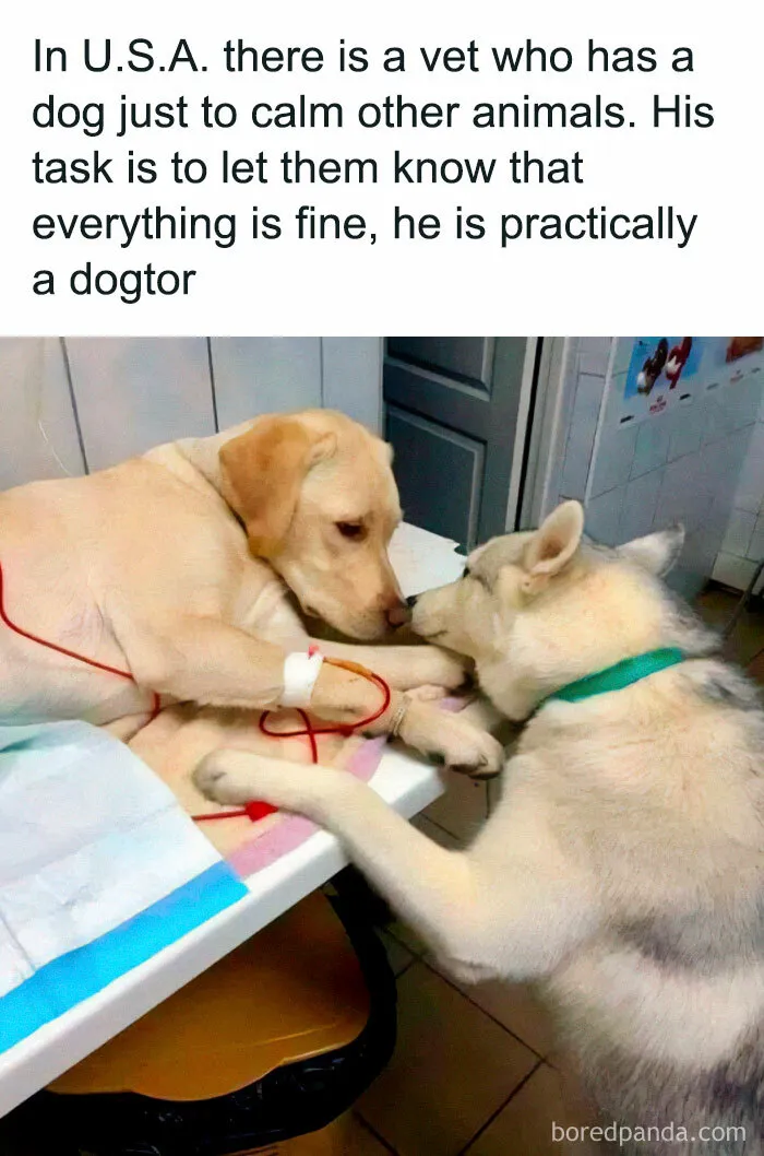 Funny-Dogs-Memes-Dogspix