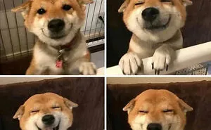 50 Memes That Dog Owners May Find Humorously Relatable