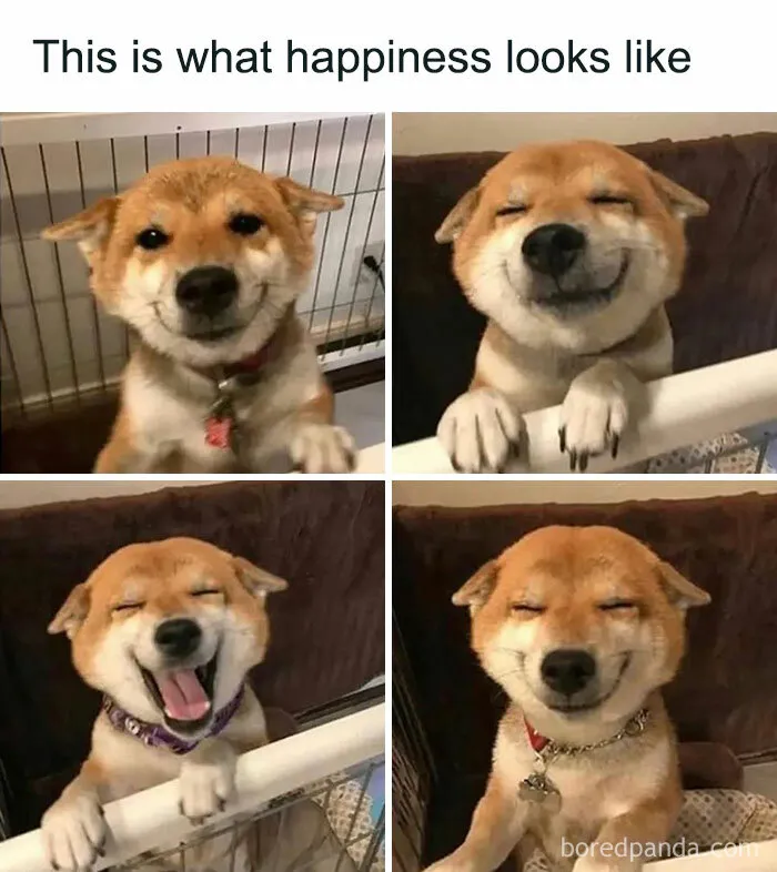 Funny-Dogs-Memes-Dogspix