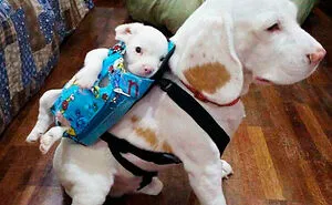 50 Memes That Dog Owners May Find Humorously Relatable