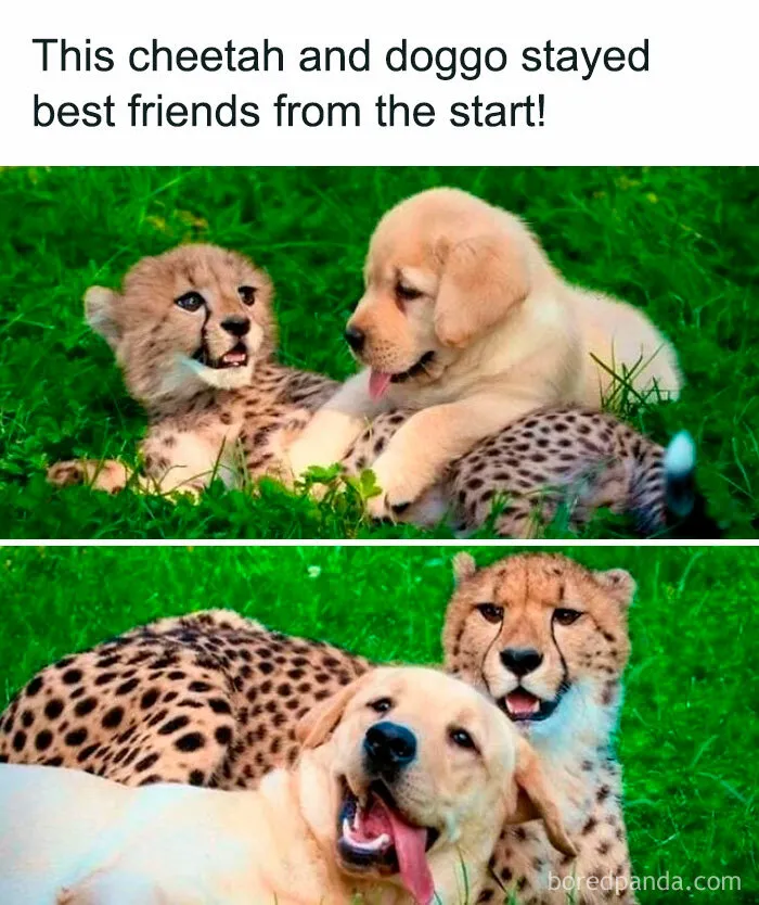 Cheetah and dog playfully lying on grass, showcasing a humorously relatable bond for dog owners.