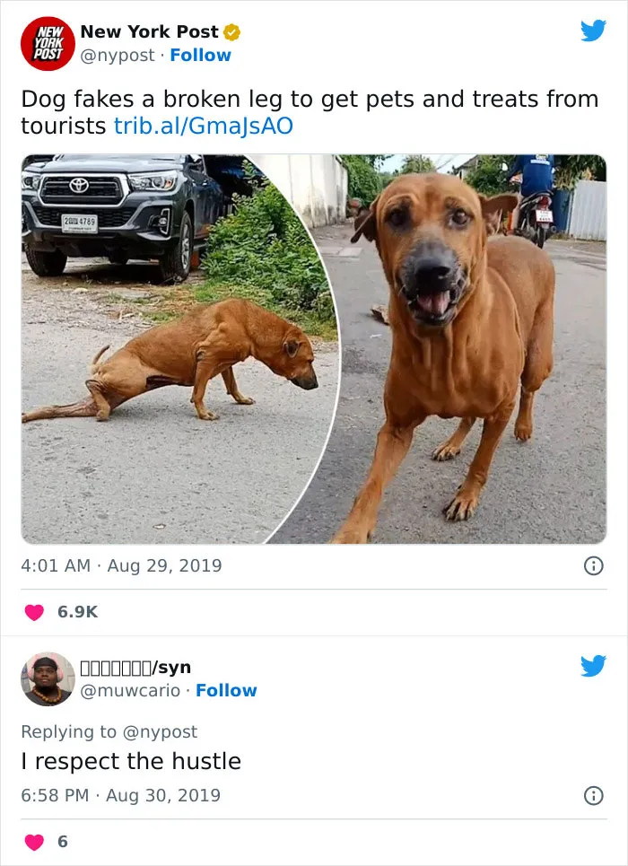 Dog humorously fakes injury for attention from tourists, showcasing the clever antics of dogs that owners find relatable.