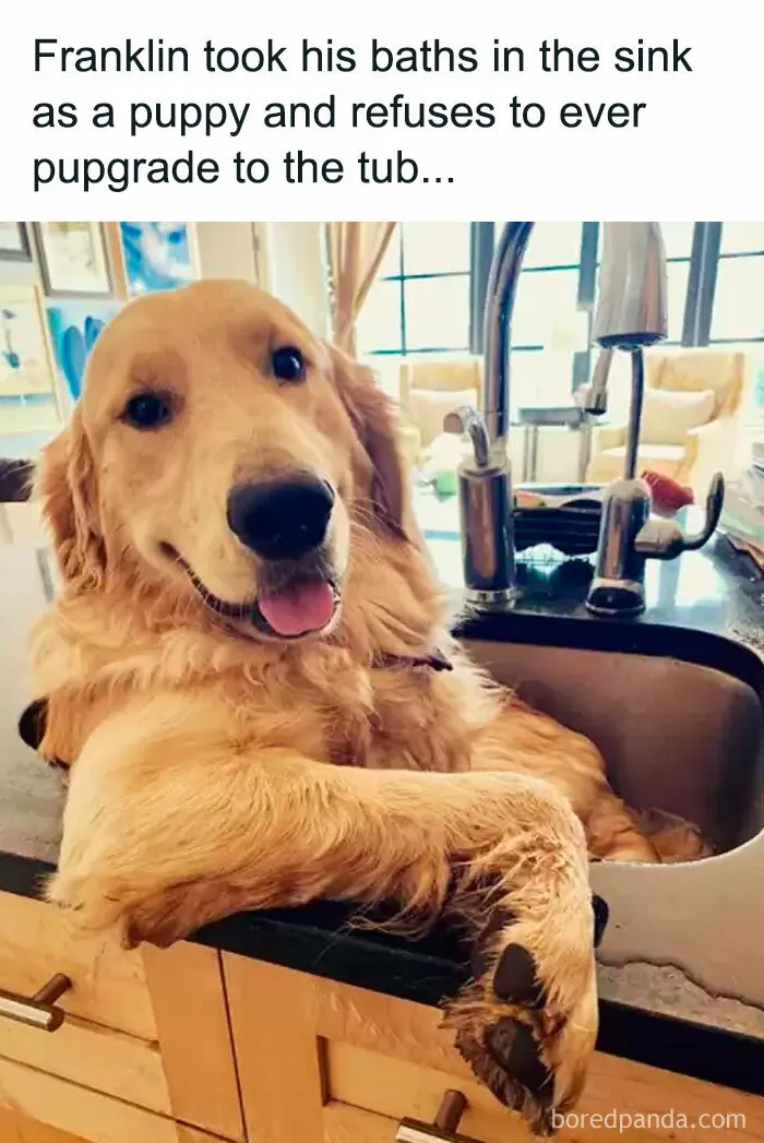 Golden retriever sitting in a sink, humorously relatable for dog owners.