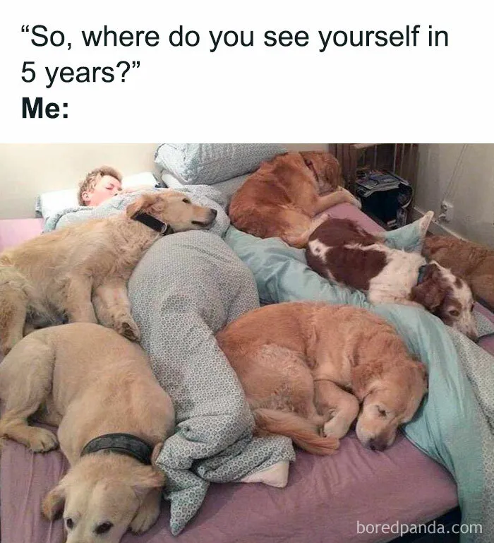 Funny-Dogs-Memes-Dogspix