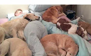 50 Memes That Dog Owners May Find Humorously Relatable