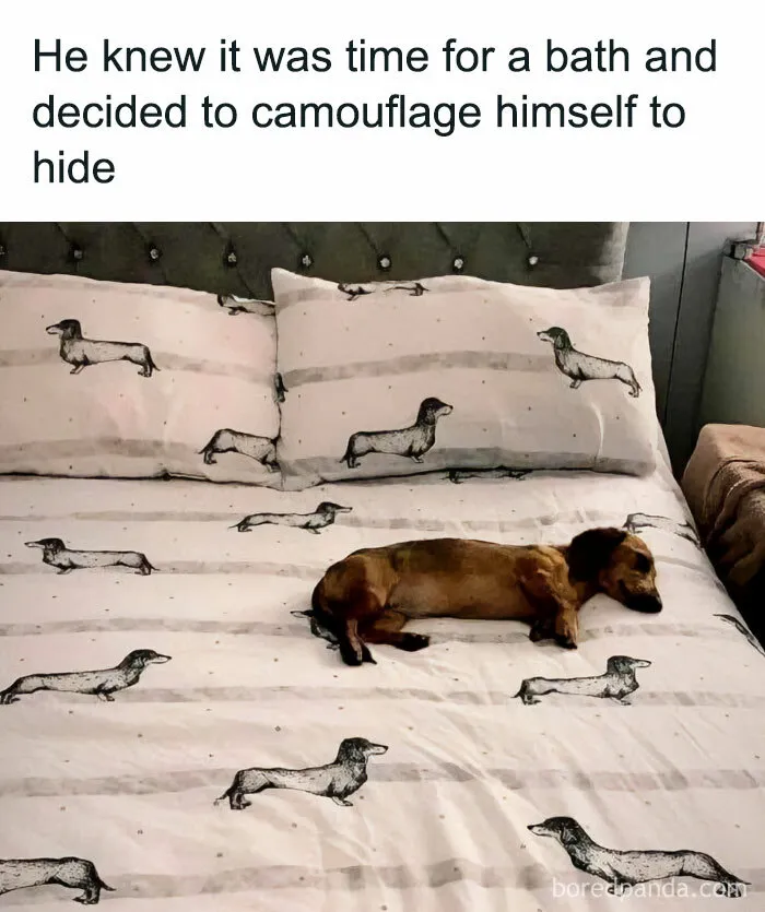 Funny-Dogs-Memes-Dogspix