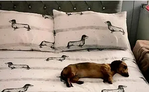 50 Memes That Dog Owners May Find Humorously Relatable