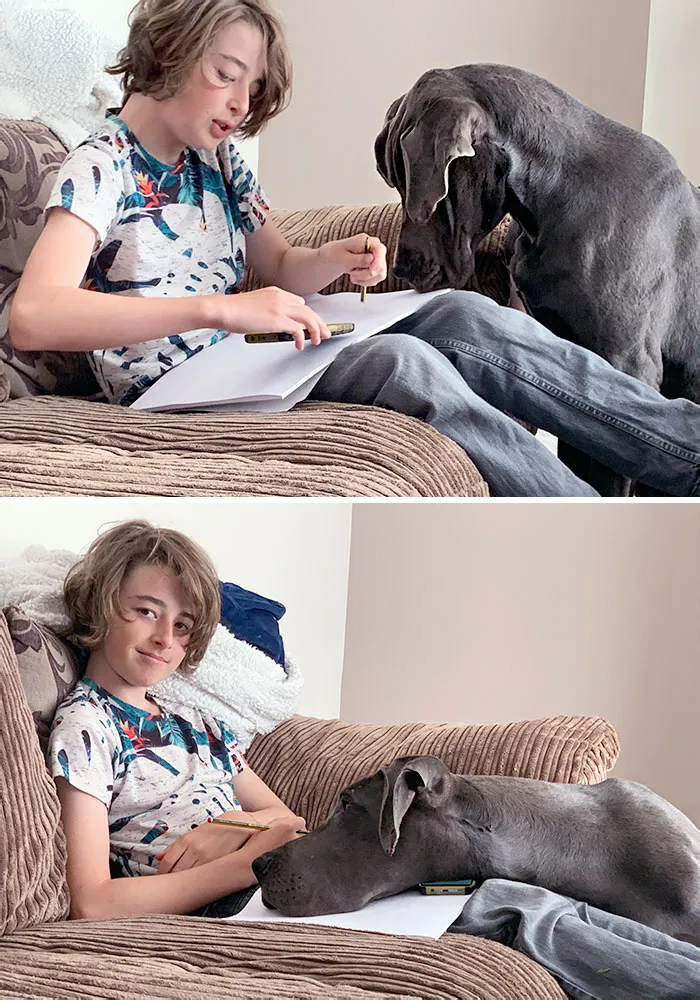 Buddy Was Helping With The Drawing