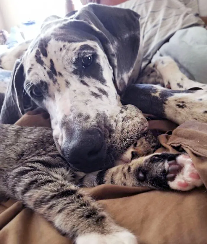 "Here, I Only Weigh A Ton, Lemme Just Take A Nap On You"