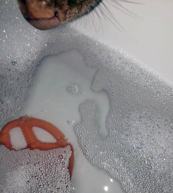 My Dog Brought Me Her Favorite Toy When She Heard Me Crying In The Bath After A Very Stressful Day At Work