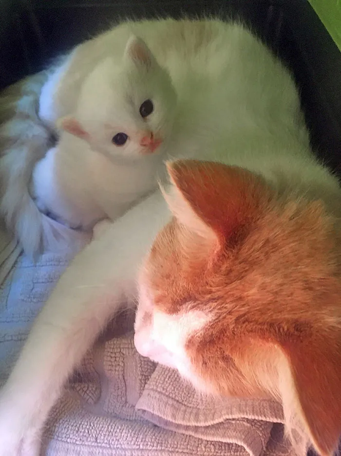Esta gata a la que estamos acostumbrados a alimentar dio a luz hace unos días y hoy ha traído a este pequeñín a nuestra puerta 
